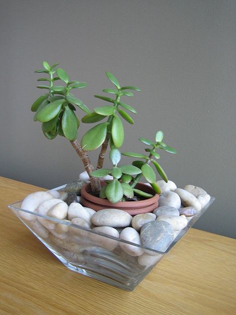 Low Maintenance House Plants, Beautiful Succulents, Jade Tree, Houseplants Low Light, Jade Plant, نباتات منزلية, Succulent Garden Diy, Succulents Plants, Indoor Gardens