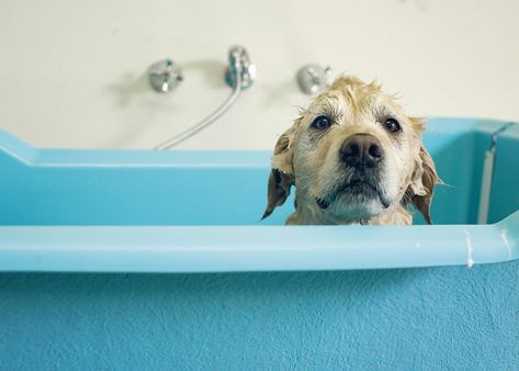 Even experienced pet groomers experience injuries and accidents involving pets, employees, or themselves. Use these tips to protect yourself. Best Dog Shampoo, Stinky Dog, Dog Grooming Tips, Dog Smells, Dog Cleaning, Dog Bath, Dog Poster, Dog Shampoo, Golden Retriever Puppy