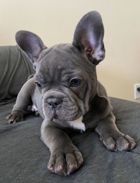 French Bulldog Aesthetic, Big Dogs Breeds, Biggest Dog In The World, Biggest Dog, Cute Bulldog Puppies, Cute Fluffy Dogs, Cute Teacup Puppies, Cute Dog Wallpaper