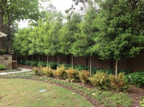 This is how we provided an evergreen screen between 2 houses in a very narrow side yard. The limbed up hollies allow for planting below making the space feel larger. Landscaping Privacy, Privacy Trees, Privacy Plants, Privacy Landscaping, Garden Privacy, Backyard Privacy, Garden Screening, Landscaping Garden, Fence Landscaping