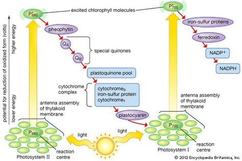 Photosynthesis- light reaction