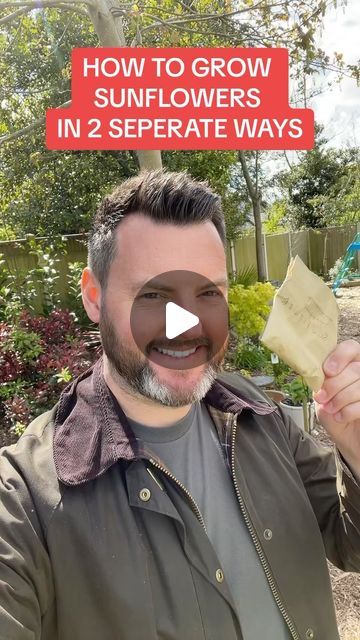 Glen Russell on Instagram: "How to Grow Sunflowers in 2 separate ways  This will increase your chances of success and in different spaces   Follow for more hints & tips 👍🏻🌱  #allotment #allotmentlife #allotmentuk #allotmentgarden #allotmentlove #allotments #allotmentsofinstagram #growyourown #veg #garden #gardening #gardeninglife #gardeningtips #gardeninghacks" Grow Sunflowers, How To Grow Sunflowers, Sunflowers In Vegetable Garden, How To Save Sunflower Seeds To Replant, Sunflower Growing Stages, Sunflower Harvesting, Growing Sunflowers, Allotment Gardening, Separate Ways