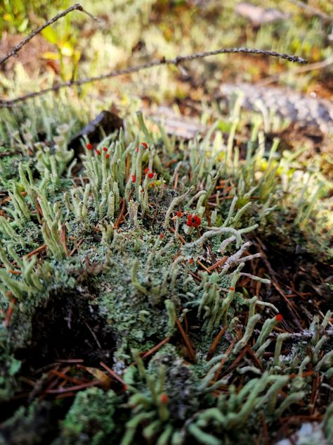 Cladonia cristatella, commonly known as the British soldiers lichen or the British soldiers cup lichen, is a fruticose, cup lichen belonging to the family Cladoniaceae. The species was first described scientifically by American botanist Edward Tuckerman in 1858. Mykulychyn, Ivano-Frankivsk Oblast, Prykarpattya November 2022 #fungi #lichen #forest #Carpathians #theBritishsoldierslichen Ivano Frankivsk, British Soldier, The Family, Soldier, Forest