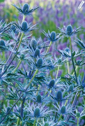 Flower Garden Plans, Flower Identification, Sea Holly, Gravel Garden, Wallpaper Flower, Side Garden, Blue Garden, Country Gardening, Big Blue