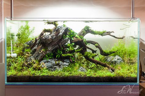 023_tropica 90cm_IMG_9038 | Flickr - Photo Sharing! Axolotl Tank, Aquarium Store, Cool Fish Tanks, Fish Tank Design, Aquascape Design, Aquarium Driftwood, Aquarium Stand, Nano Aquarium, Shrimp Tank