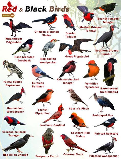 Red and Black Birds – Facts, List, Pictures Red Bird, Red Birds Meaning, Bird Information, Red Winged Blackbird Drawing, Different Bird Species, British Birds Identification, Names Of Birds, Tiny Baby Animals, Backyard Birds Watching