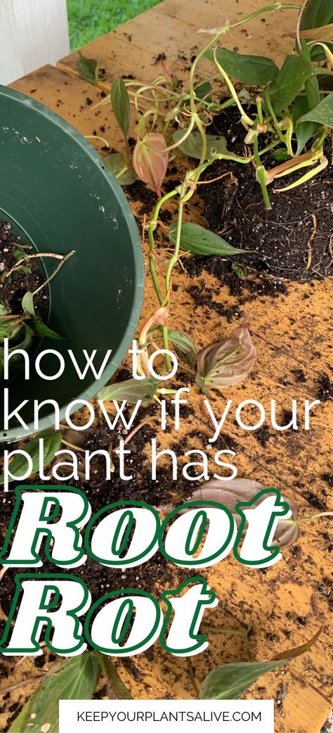 How To Clean Plant Roots, Bay Leaf Plant, Hydrangea Plant Care, Kentia Palm, Prince Of Orange, Peony Root, Plant Watering, Save Trees, Self Watering Pots