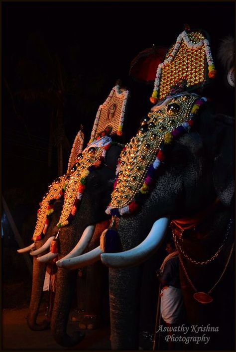 Utsavam Elephant Images, Commercial Center, Instagram Creative Ideas, Instagram Creative, Cat Painting, Beautiful Nature Scenes, Lord Krishna, Nature Scenes, Acrylic Art