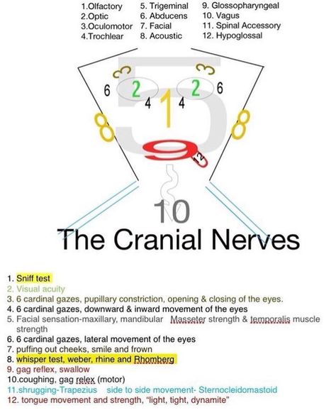 Cranial nerves face Cranial Nerves Mnemonic, Nursing Mnemonics, Nursing School Survival, Cranial Nerves, Nursing School Studying, Nursing School Tips, Medical School Studying, Nursing School Notes, Nursing Tips