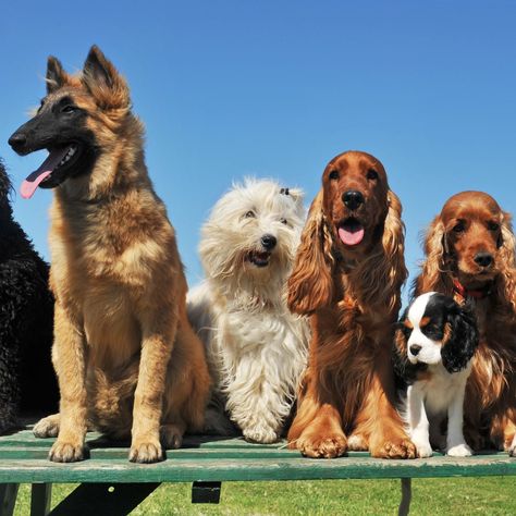 Let’s put it this way: It’ll be a while before you run out of dogs to adore. The post How Many Breeds of Dogs Are There in the World? appeared first on Reader's Digest. Most Popular Dog Names, Popular Dog Names, Family Friendly Dogs, Puppy Names, Shetland Sheepdog, Popular Dog, Dogs Of The World, Cocker Spaniel, Doberman