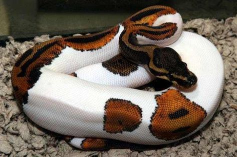 A Piebald Python - A Color Com is listed (or ranked) 17 on the list Rare And Beautiful Animals That Aren't Their Normal Color Pretty Snakes, Ball Python Morphs, Ball Pythons, Albino Animals, Cute Reptiles, Cute Snake, Python Snake, Pet Snake, Reptile Snakes