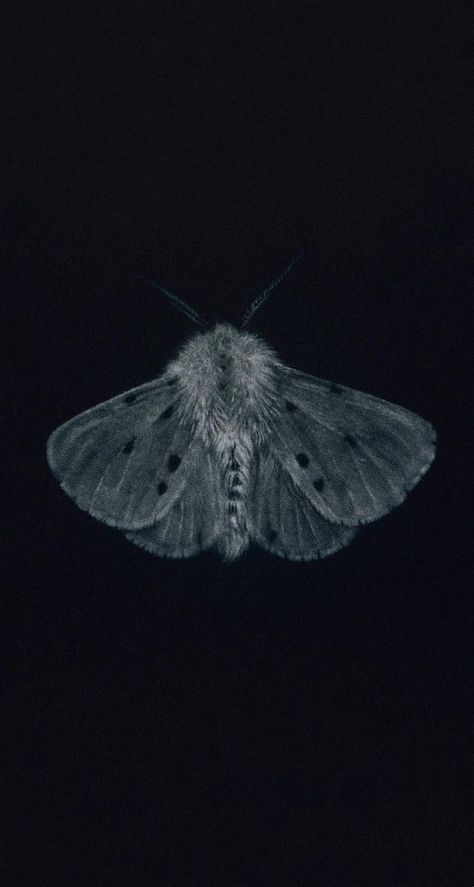 Moth Lockscreen, Moth Wallpaper Iphone, Insect Wallpaper, Moth Wallpaper Aesthetic, Moths Aesthetic, Moth Wallpaper, Moth Aesthetic, Dark Fairycore Aesthetic, Unknown Picture