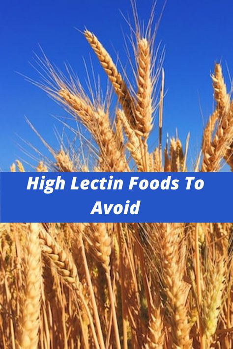 Lectins are a protein that is found in every form of life, including foods. Small amounts of lectin can provide health benefits. It's when large amounts are consumed that reduces the body's ability to absorb nutrients. There are many foods high in lectin to avoid to make sure you're not reducing your nutrient absorption. Lectin Foods To Avoid, High Lectin Foods To Avoid, Foods With Lectins To Avoid, Lectins To Avoid, High Lectin Food List, Foods High In Lectins, Lectin Foods, Low Lectin Foods, What Are Lectins