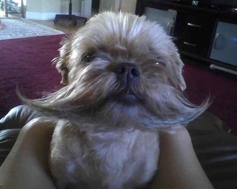 This dog with awe-inspiring facial hair: | 30 Dogs You Wish You Knew In Real Life Epic Beard, Brussels Griffon, Moustaches, Funny Animal Memes, Charles Spaniel, Cavalier King Charles Spaniel, Cavalier King Charles, Funny Animal Pictures, Australian Shepherd