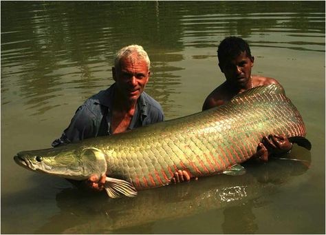 A 150-pound arapaima was caught in the Rio Maderia floodplain lake in Brazil. Dangerous Fish, Ikan Air Tawar, Fish List, Jeremy Wade, River Monsters, Monster Fishing, Water Animals, River Fishing, Water Life