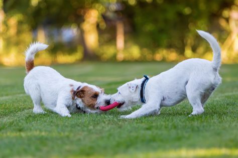 two-dogs-playing-tug-of-war-with-disc Veterinarian Hospital, Low Energy Dogs, Dog Collar Tags, Custom Dog Collars, Puppy Play, Aggressive Dog, Interactive Dog Toys, Older Dogs, Dog Images