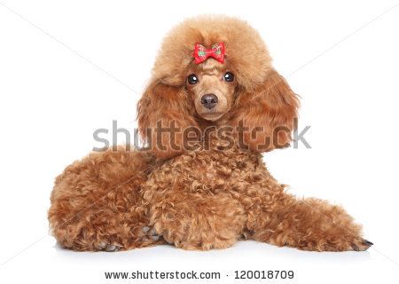 poodle+with+bow | Toy Poodle Puppy With Red Bow Lying On A White Background Stock Photo ... Toy Poodle Puppy, Red Poodles, Hypoallergenic Dogs, Poodle Puppy, Standard Poodle, Toy Poodle, Paw Prints, Red Bow, I Love Dogs