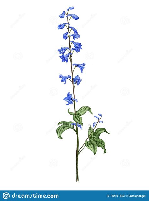 Larkspur Flower Drawing, Larkspur Drawing, Larkspur Flower, Delphinium Flowers, Flower Step By Step, Painting Flowers Tutorial, Bouquet Tattoo, Acrylic Painting Flowers, Poisonous Plants