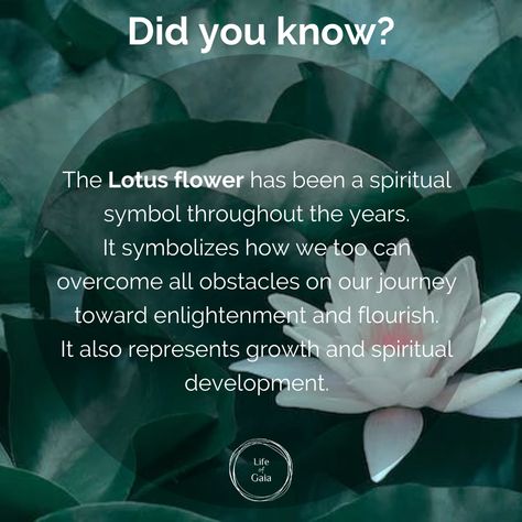 White Lotus Flower Meaning, Blue Lotus Flower Meaning, Lotus Flower Meaning Spiritual, Lotus Symbolism, Lotus Flower Symbolism, Lotus Quote, Tattoos Meaning Strength, Lotus Flower Tattoo Meaning, Lotus Flower Meaning