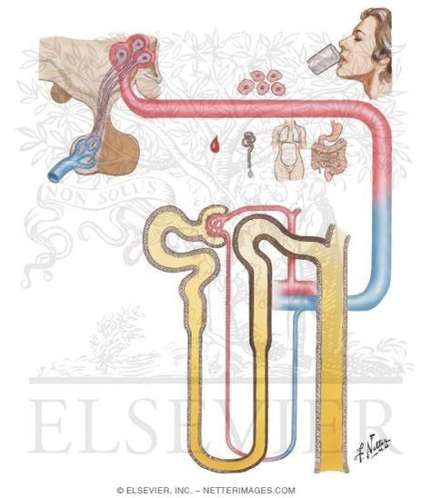 Mechanism of Antidiuretic Hormone in Regulating Urine Volume and Concentration Antidiuretic Hormone, Kids Rugs