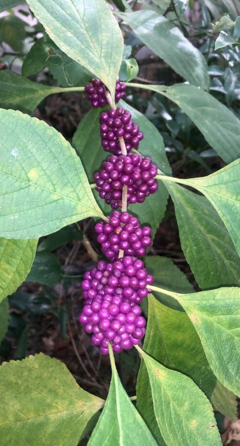 Beauty Berry Jam Recipe, American Beauty Berry Jelly, Beauty Berry Jelly Recipe, Beauty Berry Jelly, Canning Jelly, Berry Jam Recipe, Freezing Recipes, Beauty Berry, Heather Lee