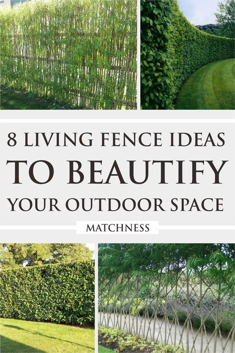 121 Hedge Fence Ideas, Living Fence Ideas, Living Fences, Hedges Landscaping, Fences Alternative, Privacy Landscaping Backyard, Fencing Options, Soil Erosion, Natural Fence