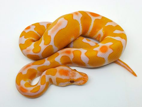 Lavender Enchi - Morph List - World of Ball Pythons Tattoo Lavender, Snake Breeds, Rosy Boa, Burmese Python, Python Regius, Pretty Snakes, Ball Python Morphs, Ball Pythons, Cute Reptiles