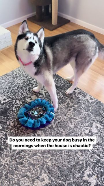 This is the diary of a husky born blind on Instagram: "Mentally stimulating, easy to clean, and free naps included! 🙌 Chelsy’s Toys is a small business that makes the most amazing snuffle bags that you can easily cinch up and take on the go for an enrichment activity whenever you need it. I love utilizing meal time as a way to mentally wear out my dogs. I work from home and the quite time is much appreciated!😅 Use code BLINDHUSKY15 to save 15% on your order at https://www.chelsystoys.com and l Cat Enrichment, White Husky, Dog Enrichment, Enrichment Activities, A Husky, The Diary, My Pet, Work From Home, Cat Love