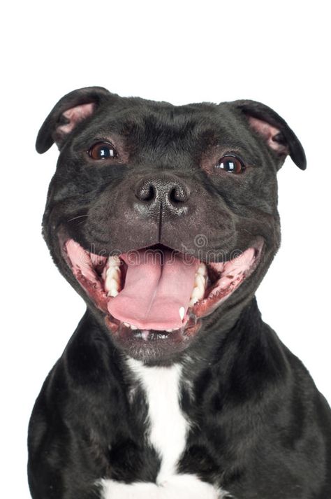 Smiley staffordshire bull terrier dog. Staffordshire bull terrier dog with mouth #Sponsored , #ad, #PAID, #staffordshire, #Staffordshire, #mouth, #bull English Staffordshire Terrier, Stafford Bull Terrier, Staff Bull Terrier, English Staffordshire Bull Terrier, Mouth Wide Open, Bull Terrier Art, Pit Dog, Staffy Dog, Dog Stock Photo