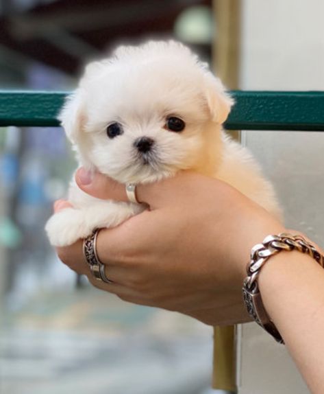 Puppies Maltese, Big Dogs Breeds, Biggest Dog In The World, Maltipoo Puppies For Sale, Maltese Puppies For Sale, Biggest Dog, Cute Fluffy Dogs, Bichon Frise Puppy, Cute Teacup Puppies