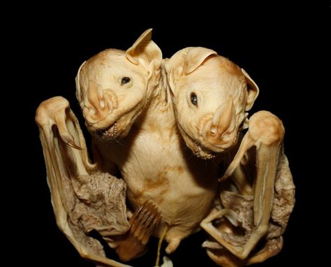 Two-Headed Bat Found In Brazil Is Both Fascinating And Creepy | IFLScience Bat Skeleton, Conjoined Twins, Fruit Bat, Vulture Culture, Two Heads, Forest Photos, Natural Selection, Historical Maps, Wild Life