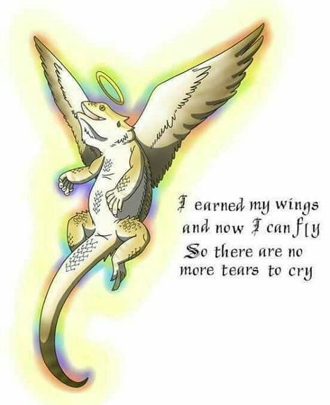 Hendrix I’m so sorry I was selfish.. you were my first beardie, I never thought I’d grow such an attachment to any animal especially a reptile but you had me mesmerized by how you lived your life in a tank.. I wish you were here rite now boppin your head, turning your head in confusion at what I was doing. You will forever live on. No other beardie can take your place. Ily Hendrix. Thank you Bearded Dragon Tattoo, Dragon Facts, Bearded Dragon Enclosure, Bearded Dragon Funny, Dragon Quotes, Lizard Tank, Bearded Dragon Cute, Bearded Dragon Care, Dragon Wallpaper Iphone