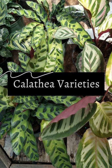 Calathea plants Calathea Plant Varieties, Calathea Plant, Plant Varieties, Prayer Plant, Keep Alive, House Plant Care, Tropical Plants, Plant Care, Indoor Plants