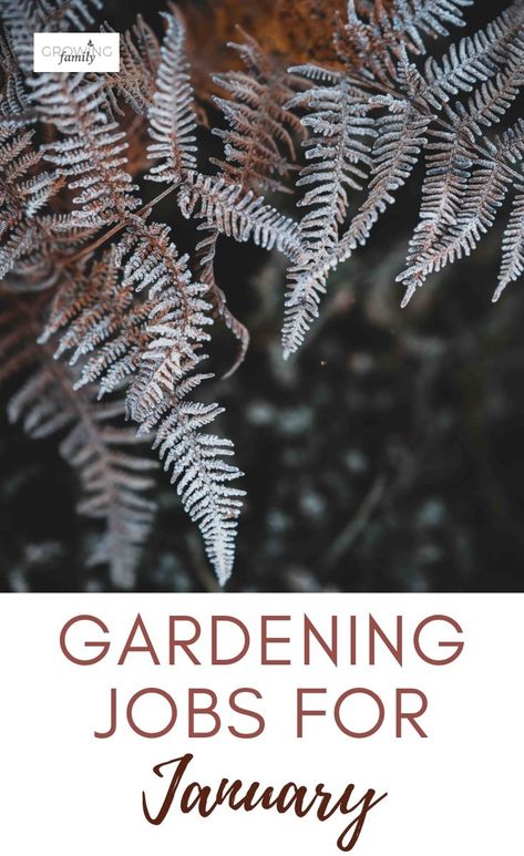 Gardening in January: jobs to tackle this month - Growing Family Winter Gardens, Easy Gardening, List Of Flowers, Garden Planner, Garden Maintenance, Plant Labels, Growing Seeds, Community Gardening, Easy Garden