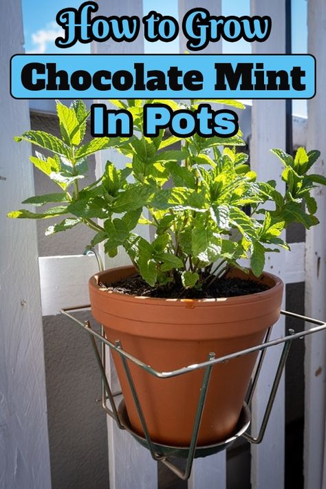 Ever heard about a mint with a hint of chocolate? Learn how to grow it easily with everything you need to know about Chocolate Mint Care. Chocolate Mint Plant Uses, Chocolate Mint Plant Recipes, How To Grow Mint From Cuttings, Mint In Pots, How To Grow Mint Outdoors, Grow Mint From Clippings, Chocolate Mint Plant, Mint Plant, Growing Mint