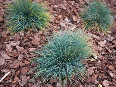 Fescue Grass, Mexican Feather Grass, Blue Fescue, Shade Grass, Elevated Gardening, Growing Grass, Ornamental Grass, Rock Garden Plants, Fountain Grass