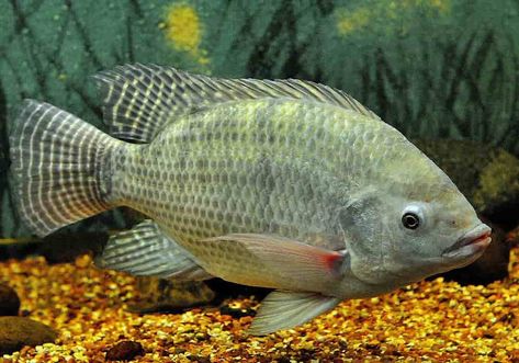 Ikan Nila | Fakta, Gizi, Resep, Budidaya dan Sejarah Ikan Air Tawar, Cichlid Fish, Aquaponics Fish, Air Tawar, Visual Communication, Fish Tank, Fish Pet, Fish, Animals