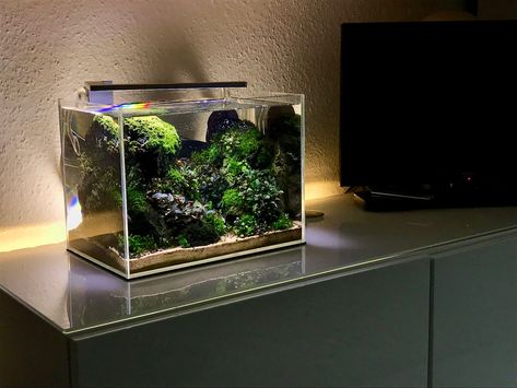 Take a look at the Top 10 Nano Aquariums perfect for beginners and newbies to the hobby. 10 Of the best small aquariums ( Nano ) which are straight out of the box options for you. Easy to set up and maintain and care for. Perfect for children's bedrooms and office spaces. Small Aquarium Ideas Decoration, 60cm Aquascape, Desktop Aquarium, Nature Tank, Cichlid Aquarium, Small Aquarium, Aquarium Garden, Saltwater Aquarium Fish, Fish Tank Terrarium