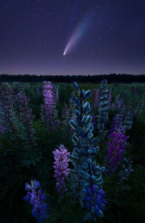 Lupine Flowers, Amoled Wallpapers, Night Sky Wallpaper, Pretty Landscapes, Sky Photos, Night Sky Photos, Pretty Wallpapers Backgrounds, Purple Aesthetic, The Night Sky