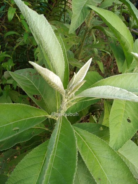 Sambong Plant, Blumea Balsamifera, Postpartum Confinement, Postpartum, Cambodia, Plant Leaves, Vietnam, Period, Thailand