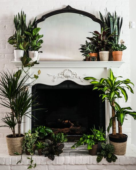 Plants Beside Fireplace, Mantel With Plants, Plants On Mantle Decor, Plants Mantle Decor, Plant Fireplace Decor, Plants Inside Fireplace, Fireplace Decor Plants, Plants Near Fireplace, Plant Mantle Decor