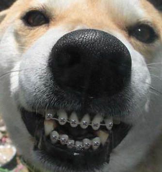 Braceface: The Sequel (a jaw surgery and braces blog): To the dogs... Smile Quotes Funny, Dog Braces, Dog Noses, Pet Pictures, Cartoon Painting, Funny Dog Pictures, Smiling Dogs, Crazy Dog, Picture Captions