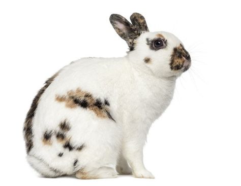 The English Spot Hare Reference, Spotted Rabbit, English Spot Rabbit, Rabbit Houses, Rabbit Breeds, Guinea Pig Toys, Savannah Cat, House Rabbit, Pet Bunny