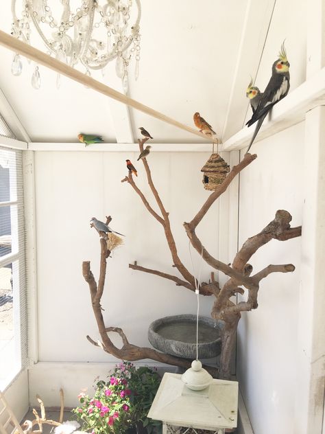 Cage Ideas For Birds, Bird Room Aviary, Bird Stands Diy Ideas, Bird Room, Bird Room Ideas, Bird Cage Ideas, Budgie Cage Setup Ideas, Parrot Room Ideas, Parrot Room Ideas Pet Birds