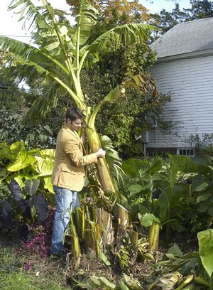 How to Put Hardy Banana (Musa basjoo) to Bed for the Winter Banana Trees Landscape, Banana Plant Care, Grow Banana Tree, Musa Basjoo, Banana Leaf Tree, Stone Garden Paths, Bush Garden, Zone 7, American Garden