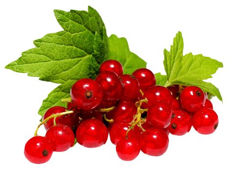 Cherry Plant, Mushroom Species, Fruit Clipart, Photo Clipart, Berry Bushes, Fruit Picture, Fruit Bar, Red Currant, Apple Seeds