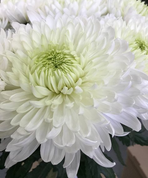 white mum great substitute for a dahlia and much less pricey White Mums, Dahlia, White Flowers, Vase, Plants, Flowers, White, Quick Saves, Color