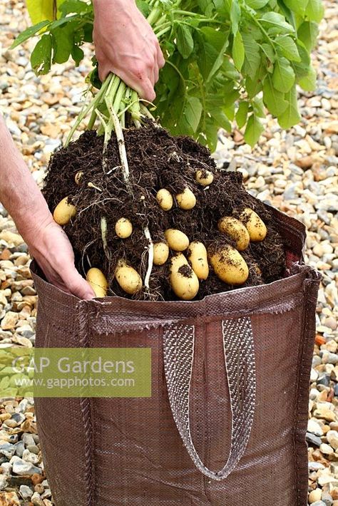 Step by step of planting seed potatoes 'Charlotte' in a growing bag - Harvesting the potatoes Planting Potatoes In Bags, Planting Seed Potatoes, Planting Seed, Harvesting Potatoes, Potato Harvest, Growing Vegetables At Home, Potato Tower, Gemüseanbau In Kübeln, Seed Potatoes