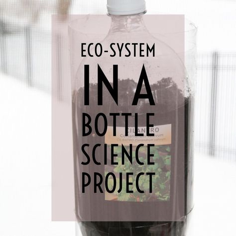 Ecosystem in a Bottle Science Project Ecosystems 4th Grade, Ecosystem In A Bottle, Agriculture Education Classroom, 5th Grade Science Projects, Ecosystems Projects, Living Organisms, Steam Science, Stem Classroom, Agriculture Education