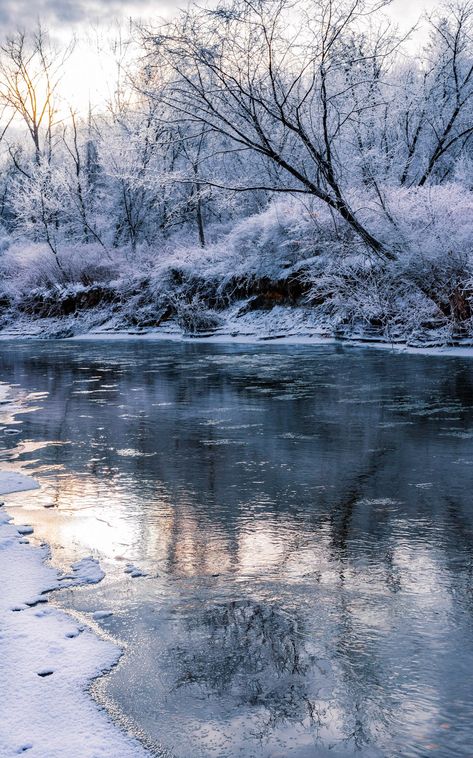 During very cold winter mornings, the fog rising from the yet to be frozen river, freezes on the branches above to create the effect that you see here.